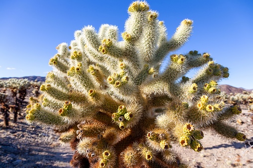Pinto Basin Mojave Desert, Joshua Tree National Park California USA