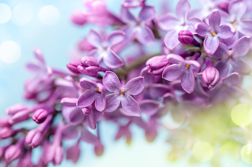 A DSLR close-up photo of beautiful Lilac blossom with bokeh light on a blue sky background. Shallow depth of field.