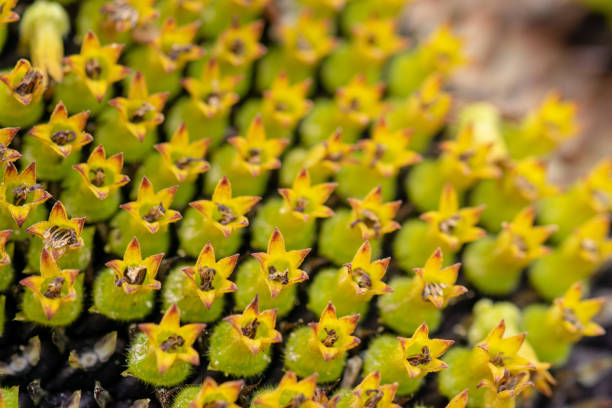 Close-up photograph of the the surface of a sunflower head showing the development of seeds under the disk flowers
