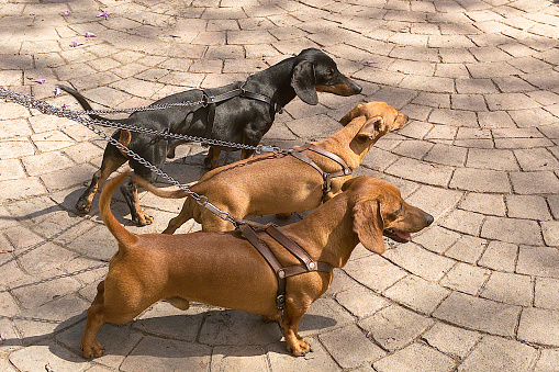 hunting dogs, group of hound dogs in the city, domesticated