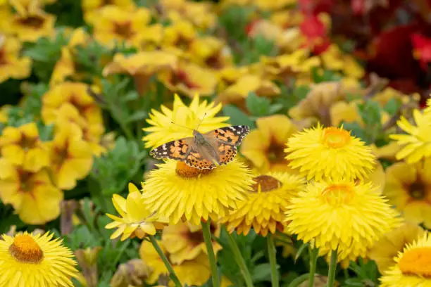 Close-up photograph of a Painted hi lady butterfly (Vanessa cardui) on yellow strawflowers (Helichrysum)