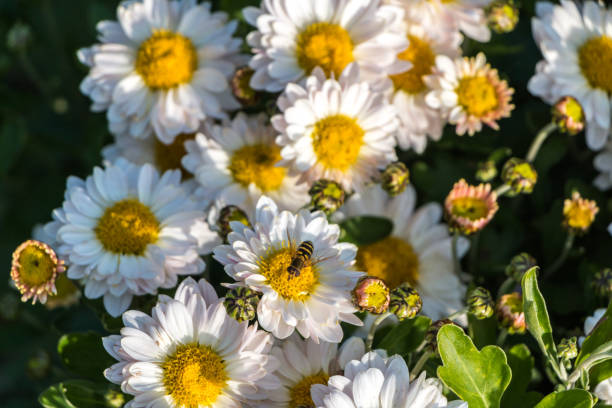 natural flower background.  daisies close-up, a bee pollinates a flower bud