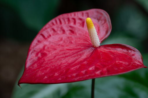 Close-up of the red leaf of a large flamingo flower (Anthurium andraeanum). The flower has its pollen in the center.