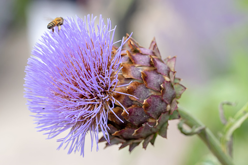 Close-up of the head of a flowering Globe Artichoke with a bee