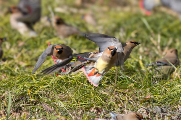 istock Group of waxwing bird rise up from the ground. 2046231063