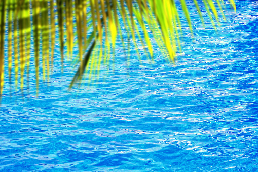 Close up palm tree leaf over water