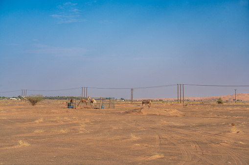 Wahiba desert in Oman, some camels in pen and free, electrical poles against blue sky.