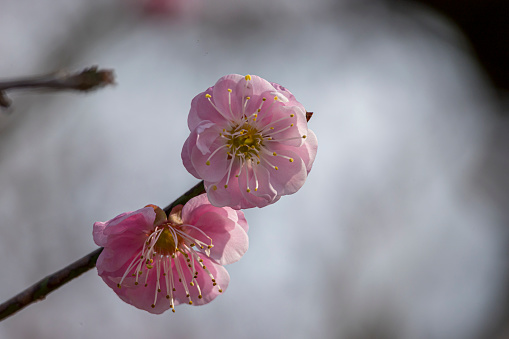 Beautiful pink cherry blossom on the branch.