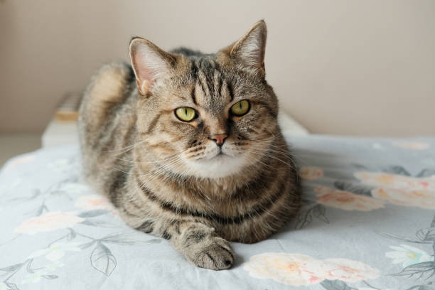 istock Domestic tabby grey cat lying on bed. Cat relax on the bed at home. 2046277059