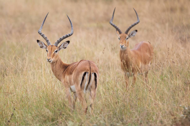 istock Wild antelopes in their natural habitat. 2046279115