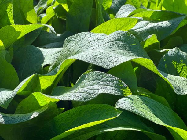 istock Green leaves comfrey plant symphytum officinale. 2046280148