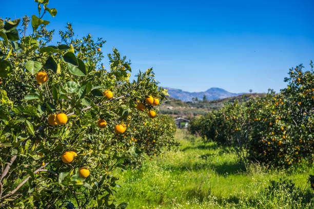 istock Ripe and fresh Mandarin oranges garden, orange orchard. 2046282232