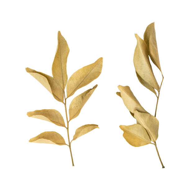 istock Close up a beautiful dry murraya leaves 2046283817