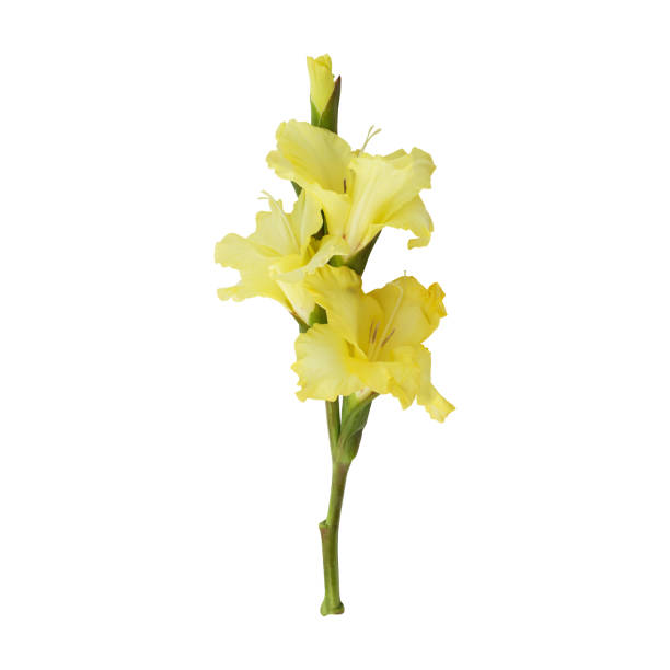 close up a beautiful yellow gladiolus flower stems - gladiolus single flower stem isolated foto e immagini stock