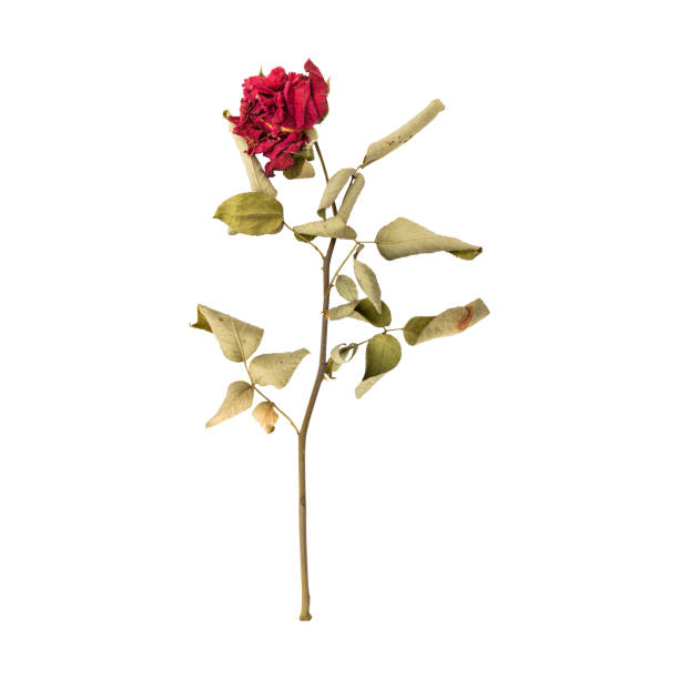 Dry dead rose flower stem isolated on white background