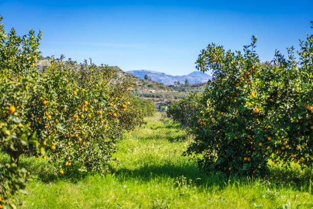 Ripe and fresh Mandarin oranges garden, orange orchard.