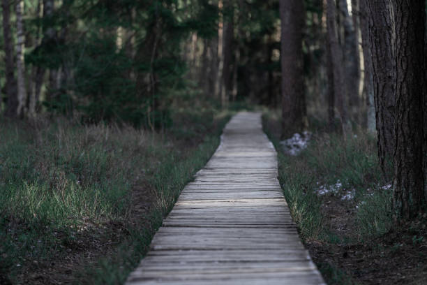 istock Forest in Winter and Empty Wooden Path. No People. Selective focus, very shallow depth of field 2046284877