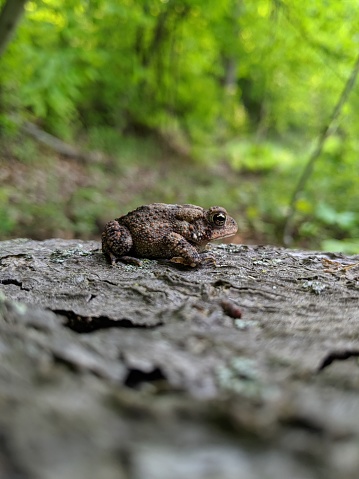 Gray Treefrog on a log in the forest