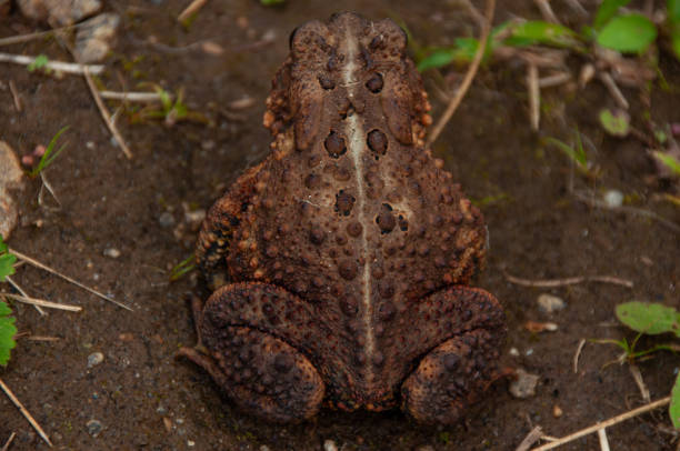 Rotund Toad 610+ American Toad Photos Stock Photos, Pictures & Royalty-Free Images ...