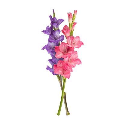 Pink purple gladiolus flower stems isolated on white background