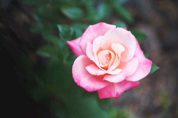 Beautiful pink rose flowering in garden la rosa de té, la flor de verano y la planta de la naturaleza en el jardín con rosa, florecen o florecen en primavera o crecimiento. belleza del arbusto floral natural, color brillante o pétalos exuberantes frescos en el árbol en el bosque para la ecol