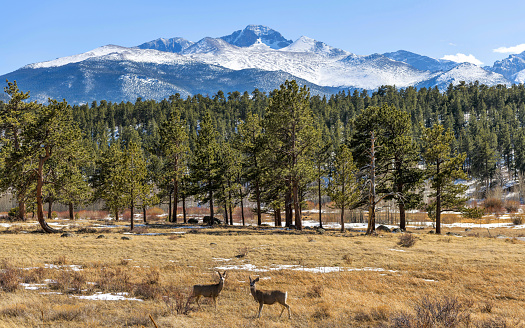 Two young mule deer grazing at a mountain meadow at base of majestic Longs Peak on a sunny Spring day. Rocky Mountain National Park, Colorado, USA.