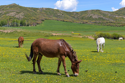 Beautiful horses grazing at a flowering meadow in a mountain ranch on a sunny Spring morning. Aspen-Snowmass, Colorado, USA.