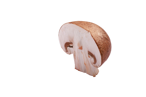 Mushroom close up on white background