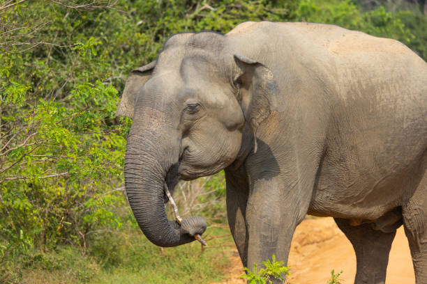 istock Elephant in Yala National Park, Sri Lanka 2046350012