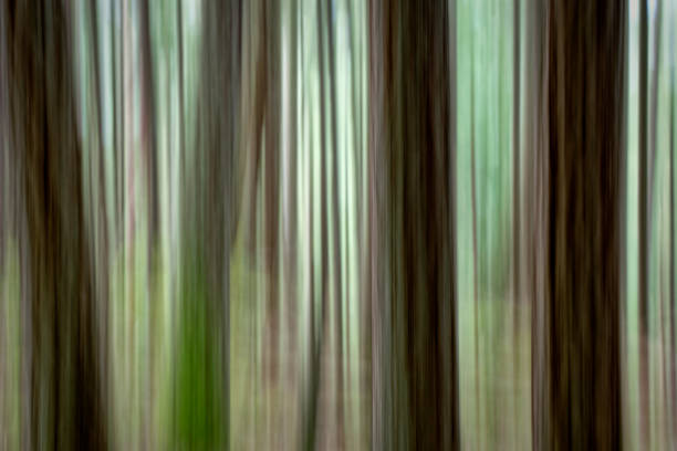 Intentional camera movement in the forest, Mount Erkstine Provincial Park, Salt Spring Island, BC Canada