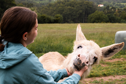 Young woman feeding donkey in a meadow in the countryside.