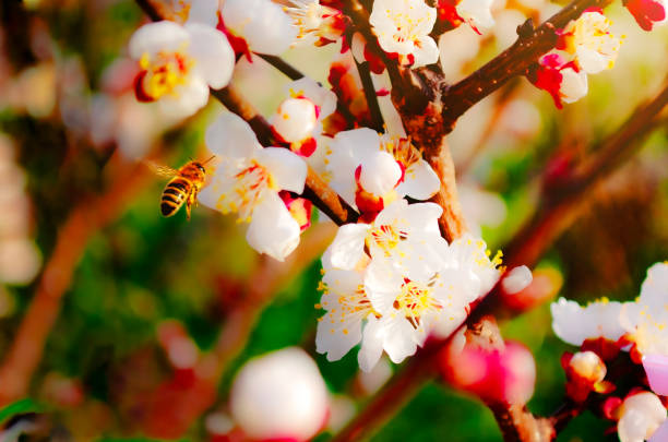 Bees busy gathering nectar from spring blossom
