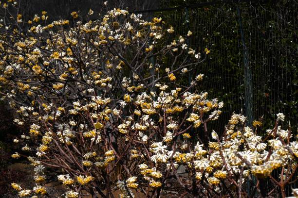 istock Oriental paperbush flowers. Thymelaeaceae deciduous shrub. 2046374756