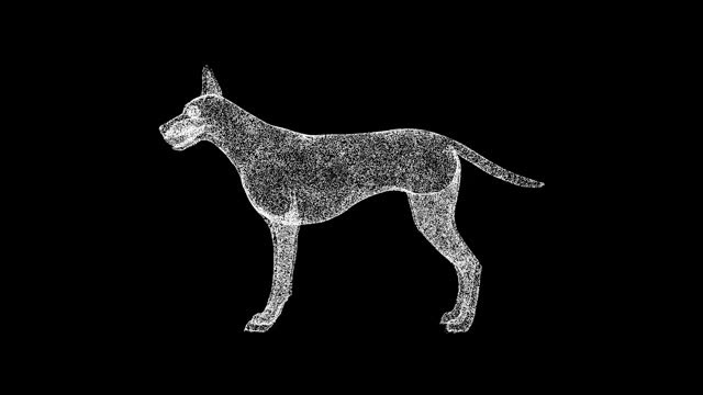 3D Dog Great Dane rotates on black background. Pet concept. Large purebred dog. Business advertising backdrop. For title, text, presentation. 3d animation 60 FPS.