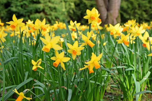 istock Yellow and orange Narcissus daffodil 'Jetfire'  in flower. 2046383176