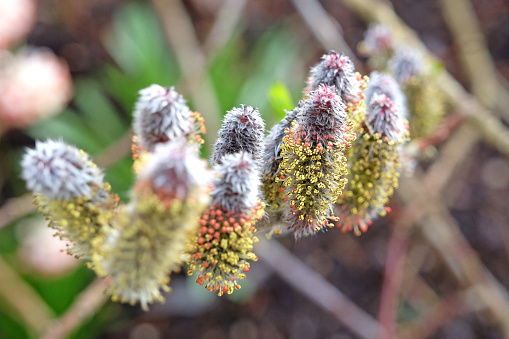 Flowering Catkins of Salix gracilistyla Mount Aso, also known as Japanese Pink Pussy Willow.
