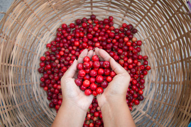 istock hands holding ripe acerolas, picking fresh fruits in straw basket 2046391154