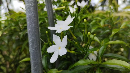 Close-up of white sampaguita jasmine in the garden