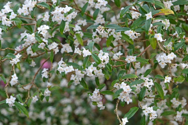 istock White Daphne bholua 'Alba' in flower. 2046400561