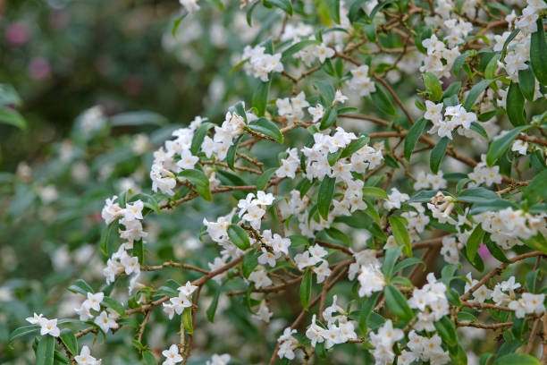 istock White Daphne bholua 'Alba' in flower. 2046401075