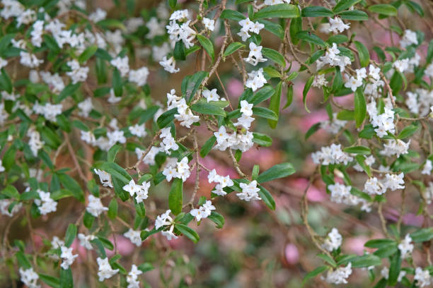 istock White Daphne bholua 'Alba' in flower. 2046401087