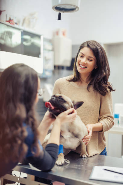 istock Pet health examination 2046412629
