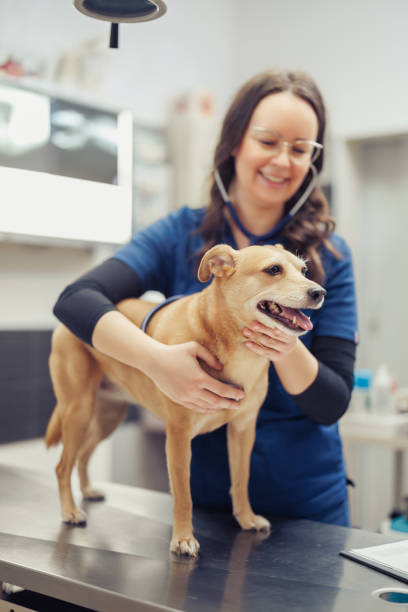 istock Pet health examination 2046413170