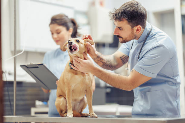istock Doggie doctor appointment 2046417420