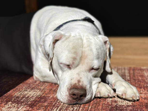 istock American Bulldog sleeping in doorway 2046427011