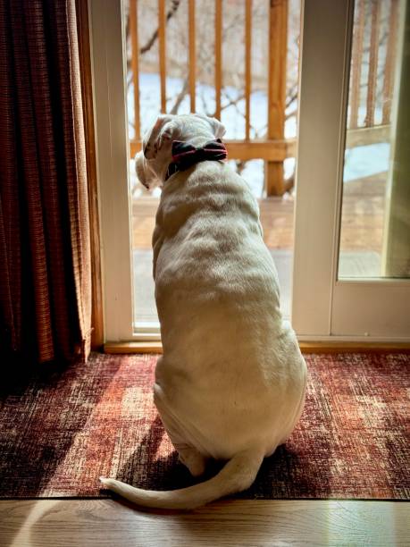 istock American Bulldog looking out back door 2046427020