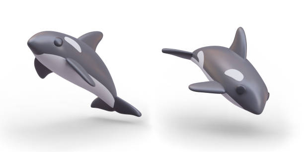 istock Realistic big orca in different positions. Killer whale on white background in black colors 2046436929