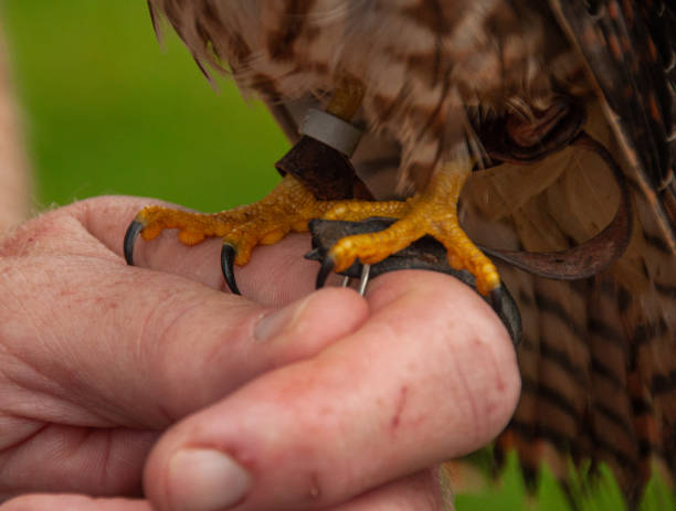istock American Kestrel Falcon Talents 2046449491