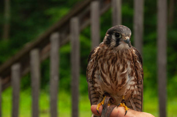 istock American Kestrel Falcon 2046449510