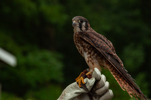 American Kestrel Falcon perched on a gloved hand